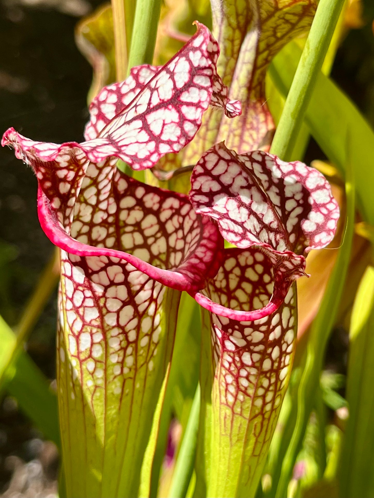 Sarracenia ‘Saurus’ x MK L18