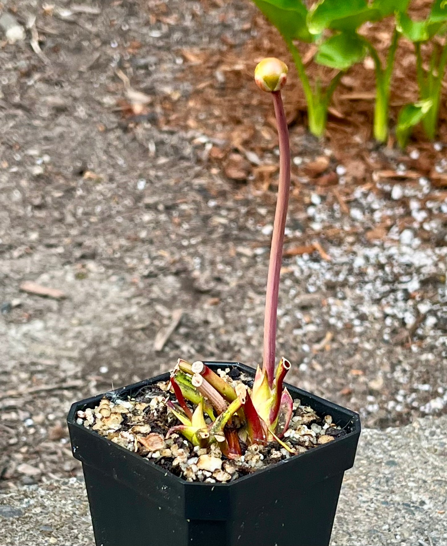 Sarracenia 'Dixie Lace'