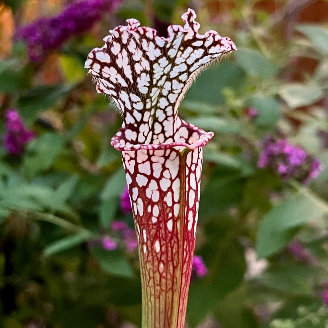 Sarracenia leucophylla OP - seed grown