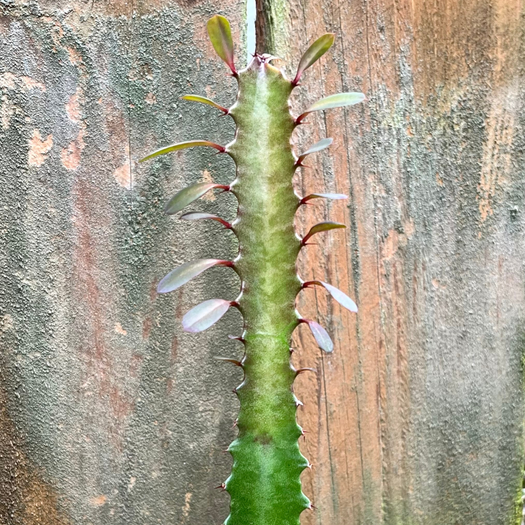 Euphorbia trigona