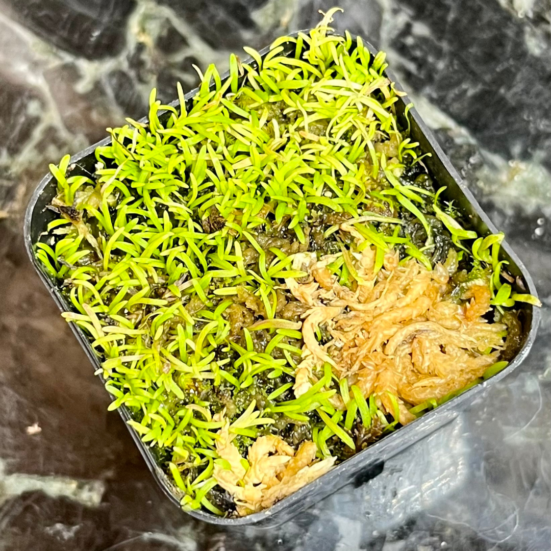 Utricularia subulata