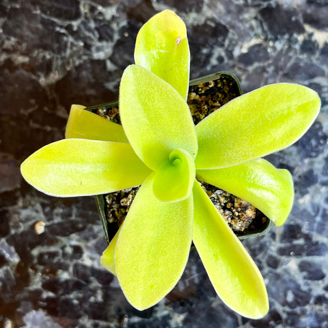 Pinguicula gigantea