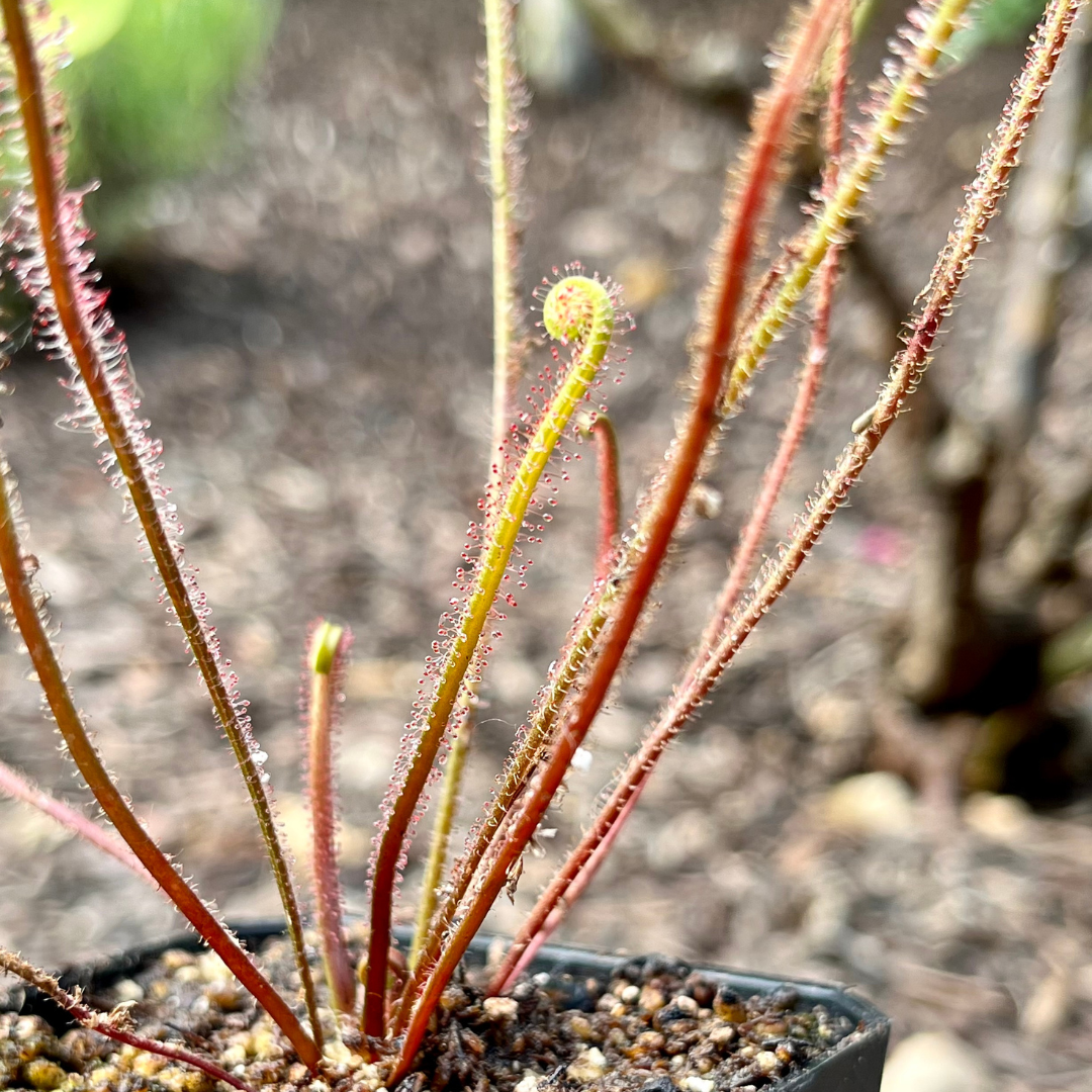 Drosera filiformis