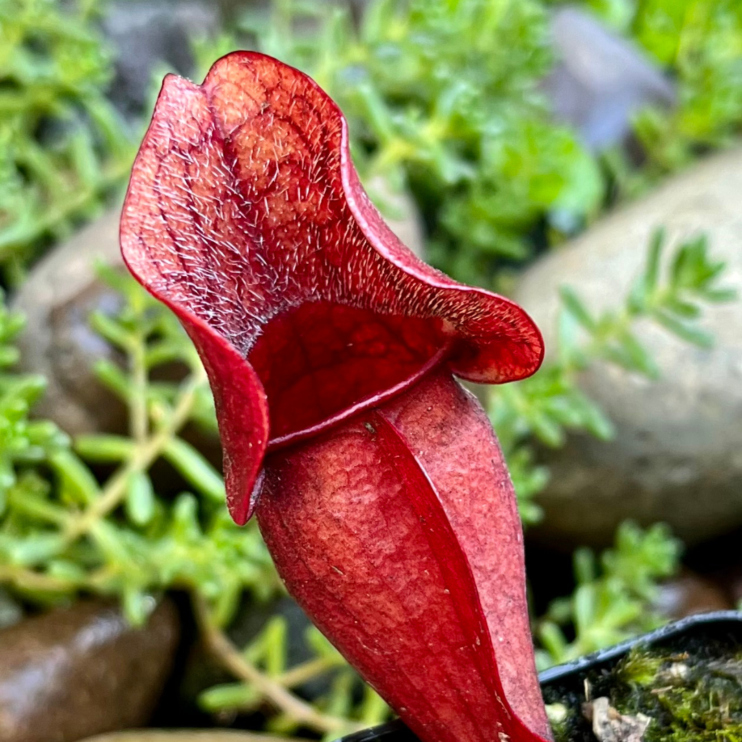 Sarracenia purpurea OP - seed grown