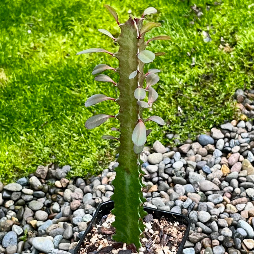 Euphorbia trigona