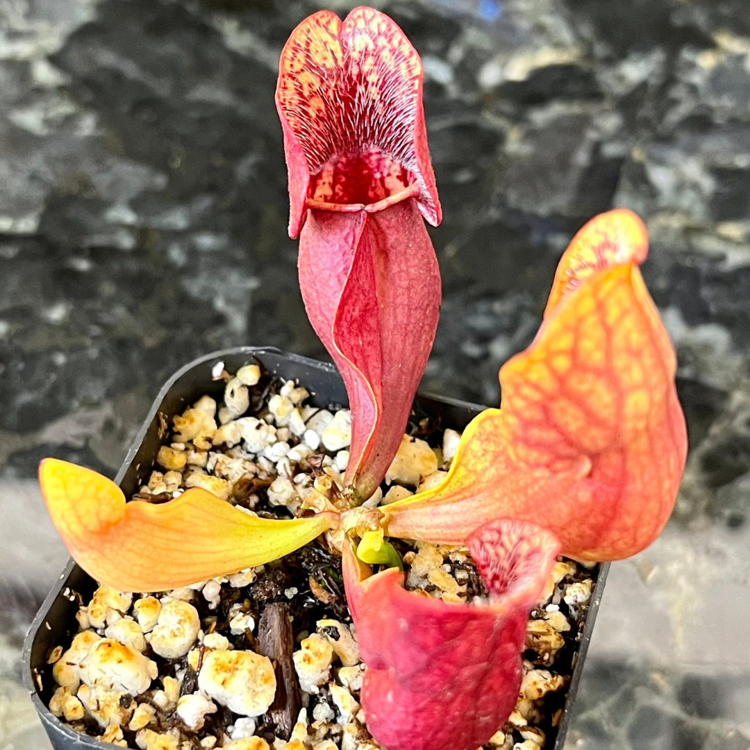 Sarracenia purpurea OP - seed grown