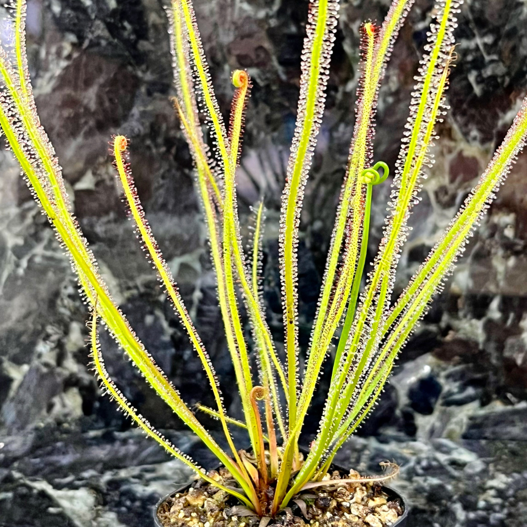 Drosera filiformis