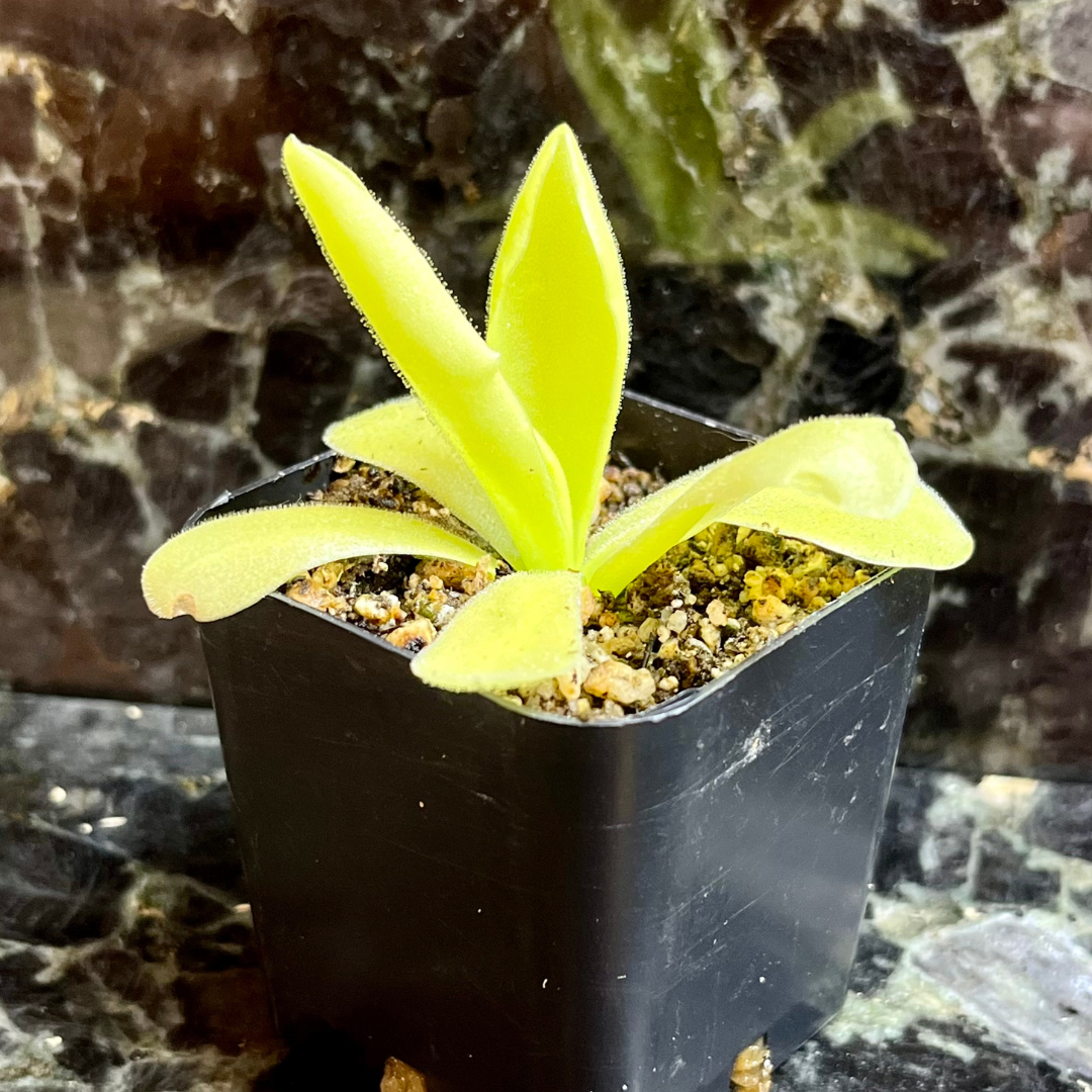 Pinguicula gigantea