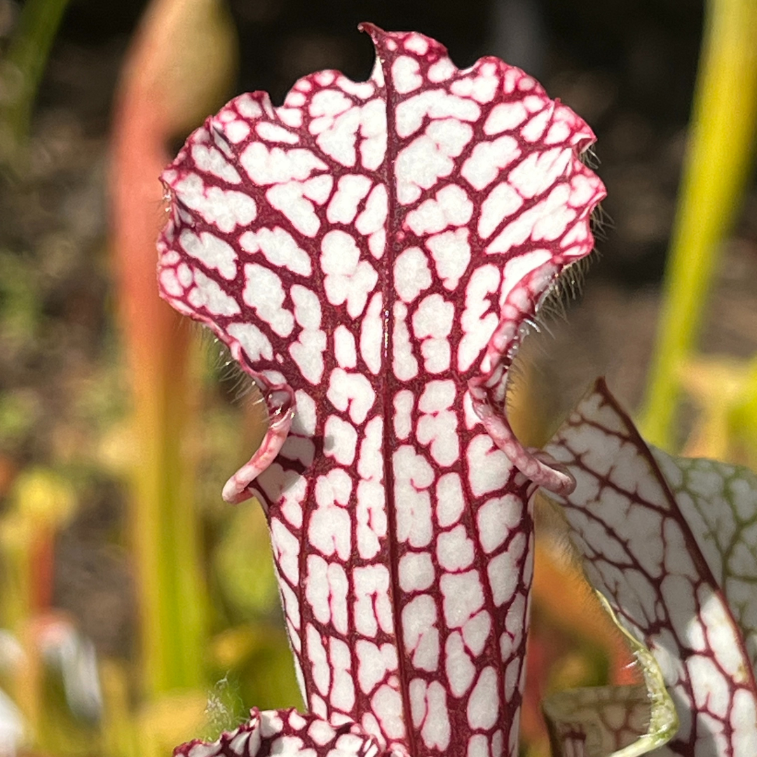 Sarracenia leucophylla OP - seed grown
