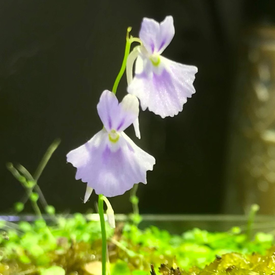 Utricularia sandersonii "Blue"