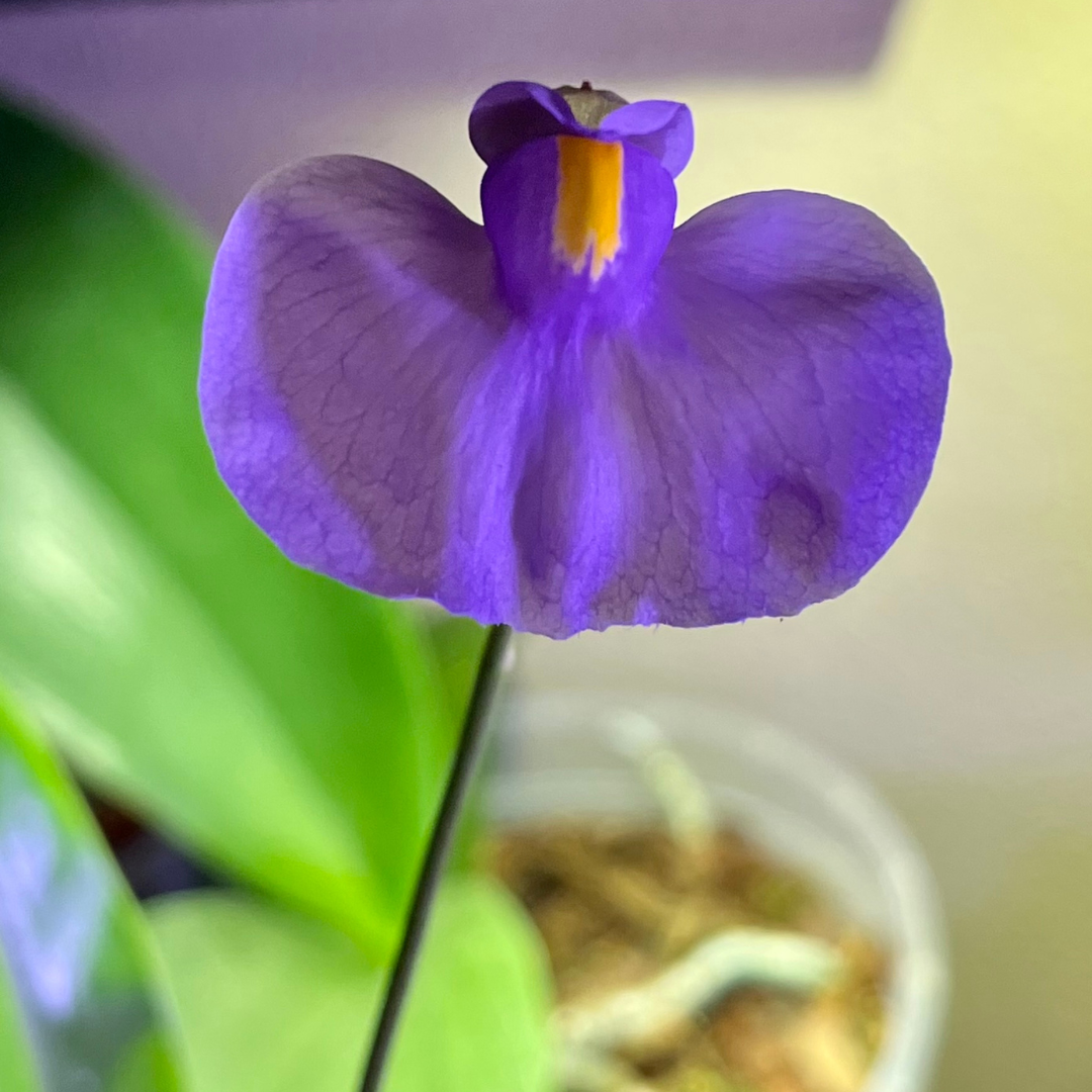 Utricularia longifolia