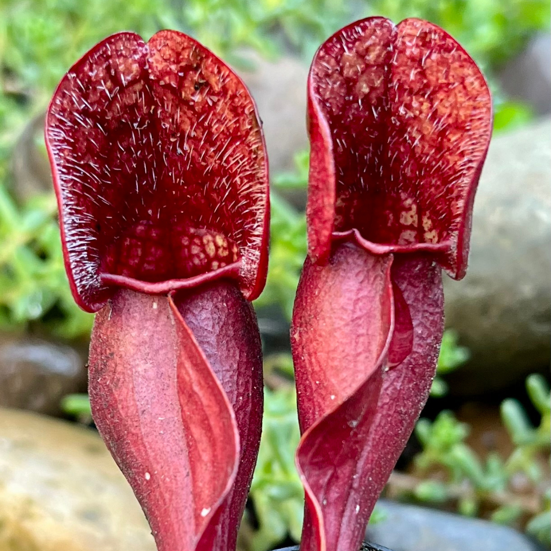 Sarracenia purpurea OP - seed grown