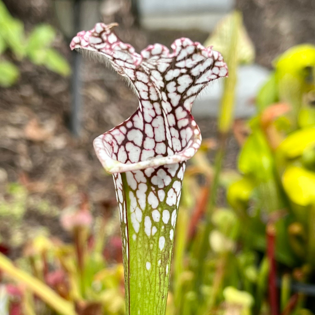 Sarracenia leucophylla OP - seed grown