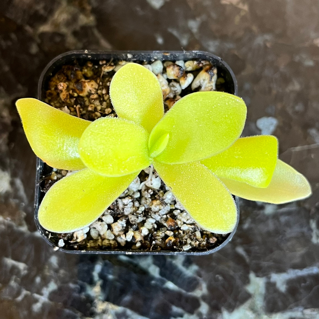 Pinguicula gigantea