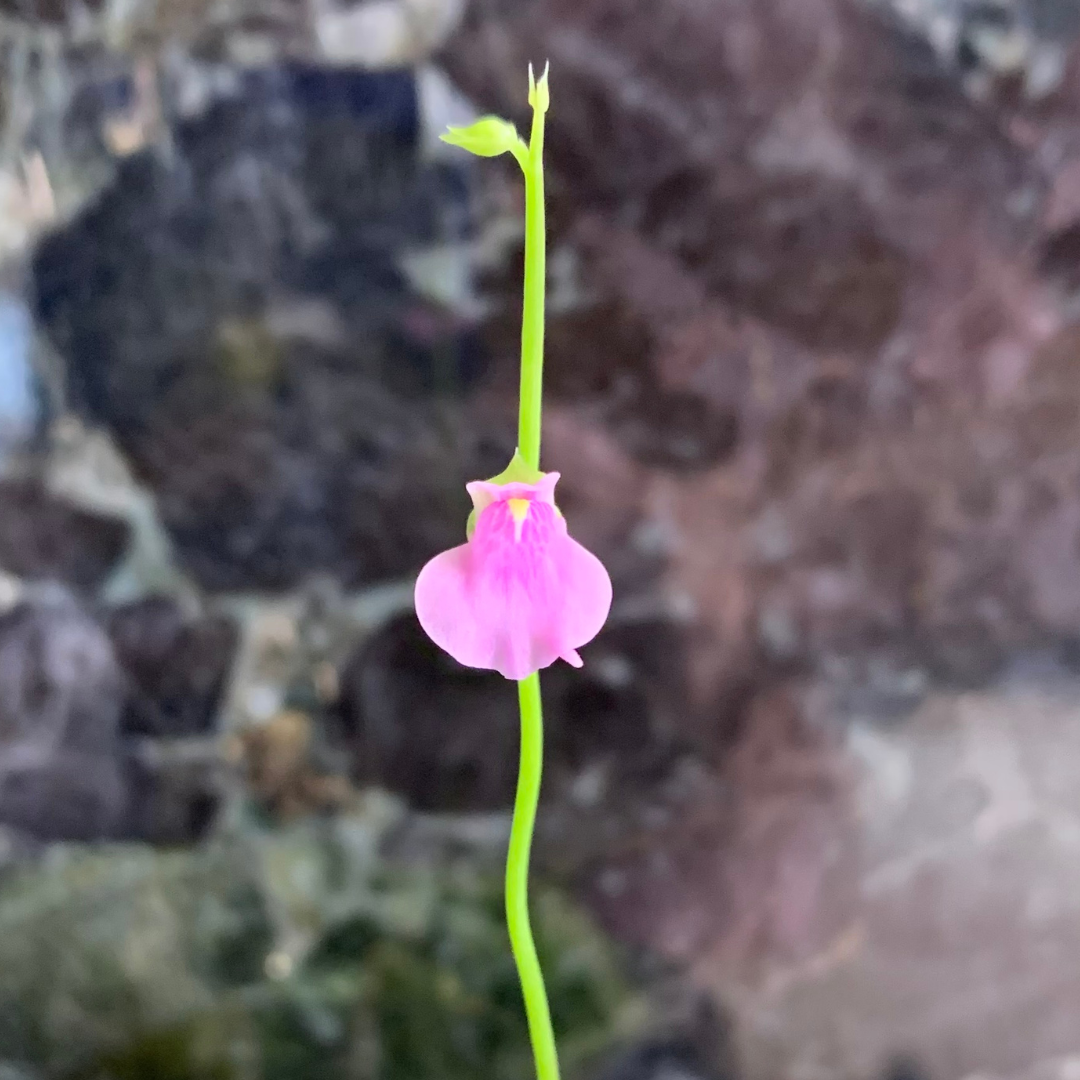 Utricularia calycifida
