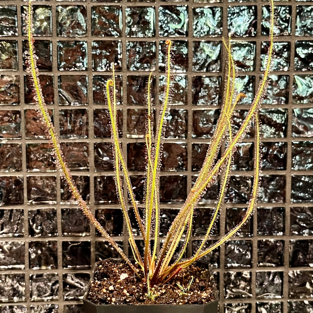 Drosera filiformis