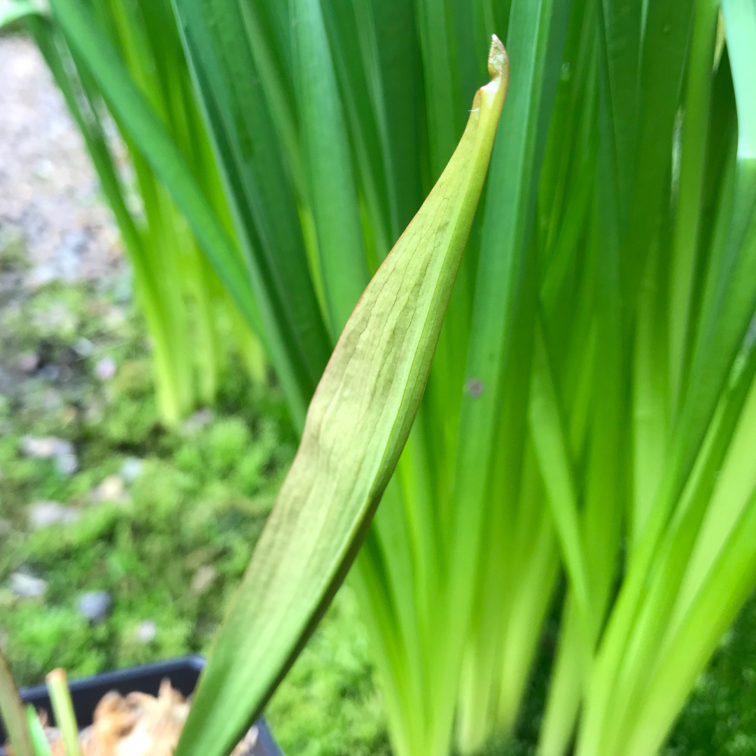 S. alata 'Red Hood' - mature division