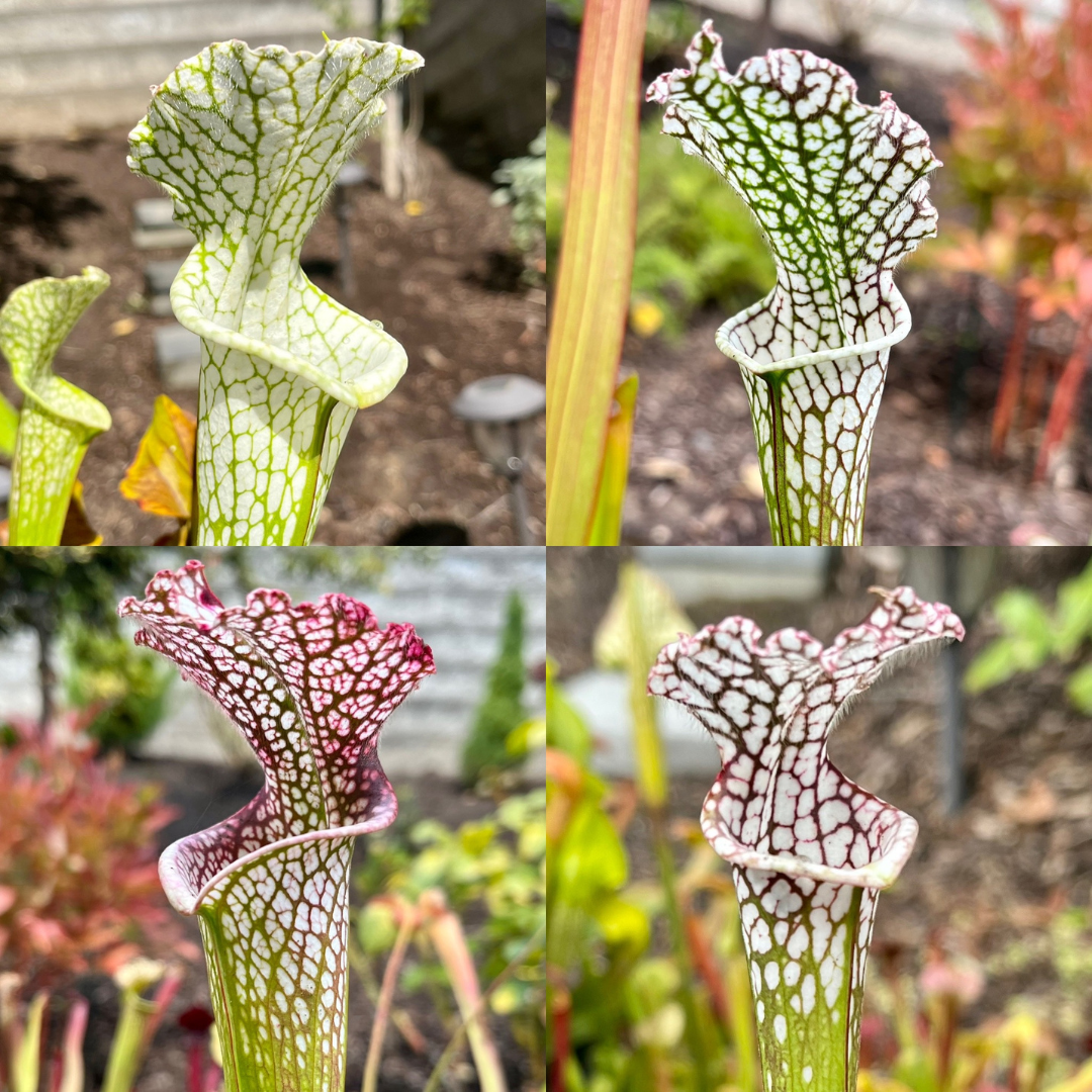Sarracenia leucophylla OP - seed grown