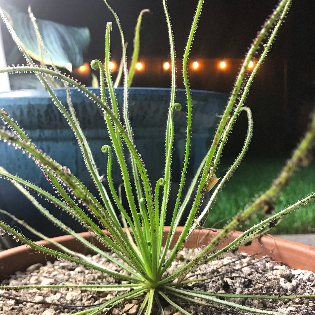 Drosophyllum lusitanicum seeds - pack of 5