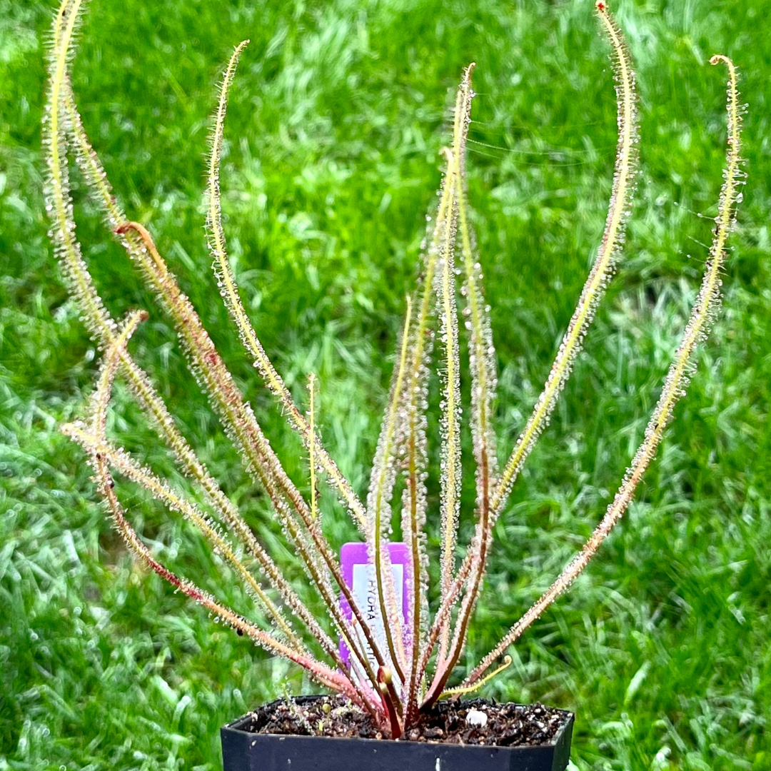 Drosera filiformis