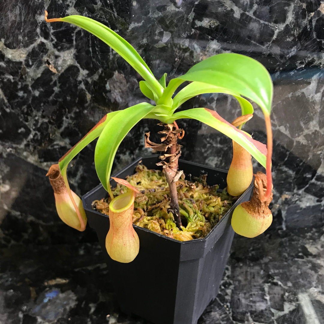 Nepenthes x ventrata