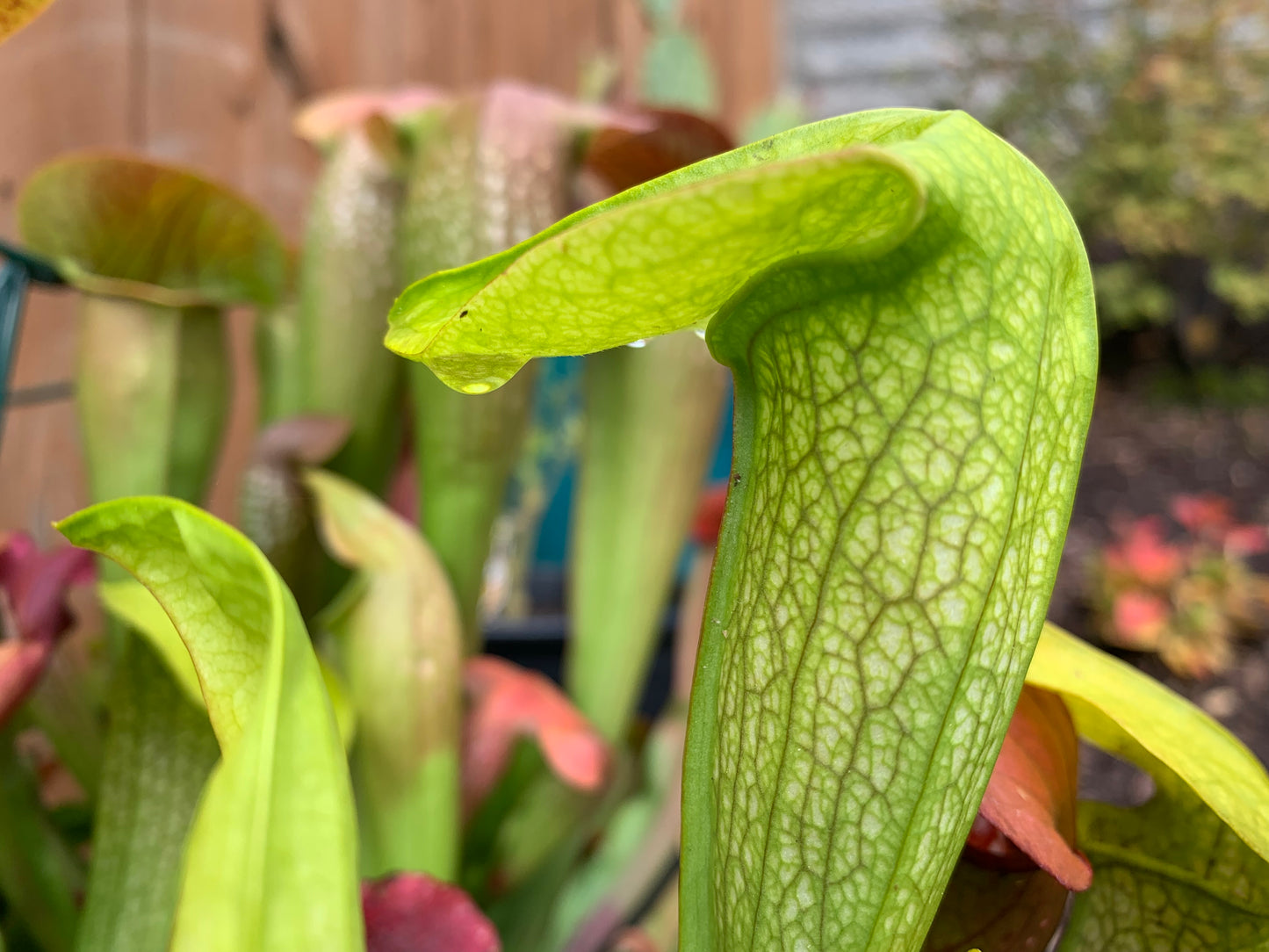 Sarracenia 'Hummer's Hammerhead'