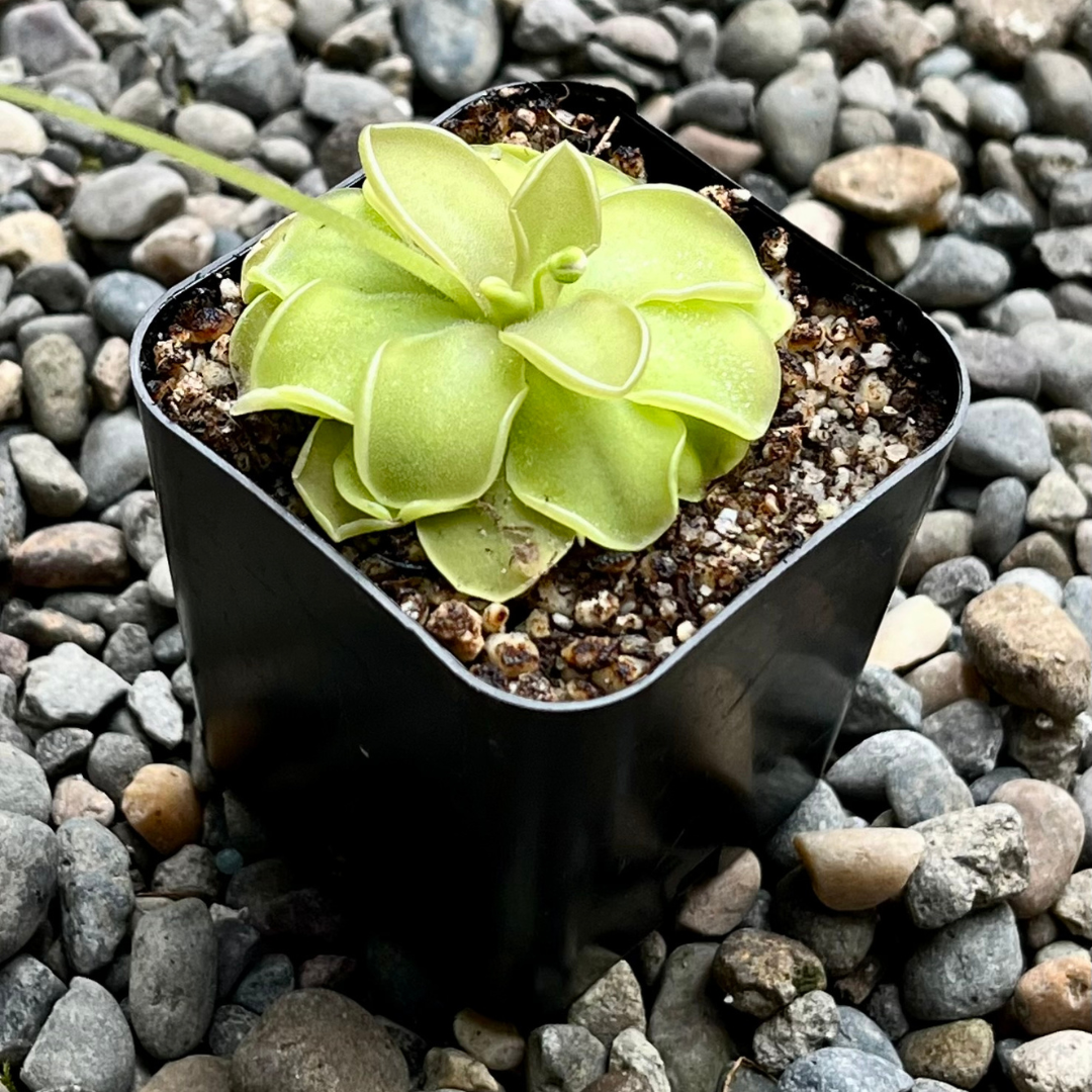 Pinguicula emarginata x jauvamensis
