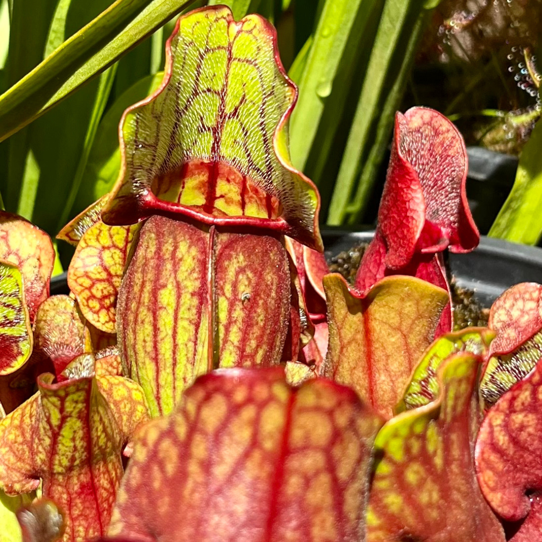 Sarracenia purpurea OP - seed grown
