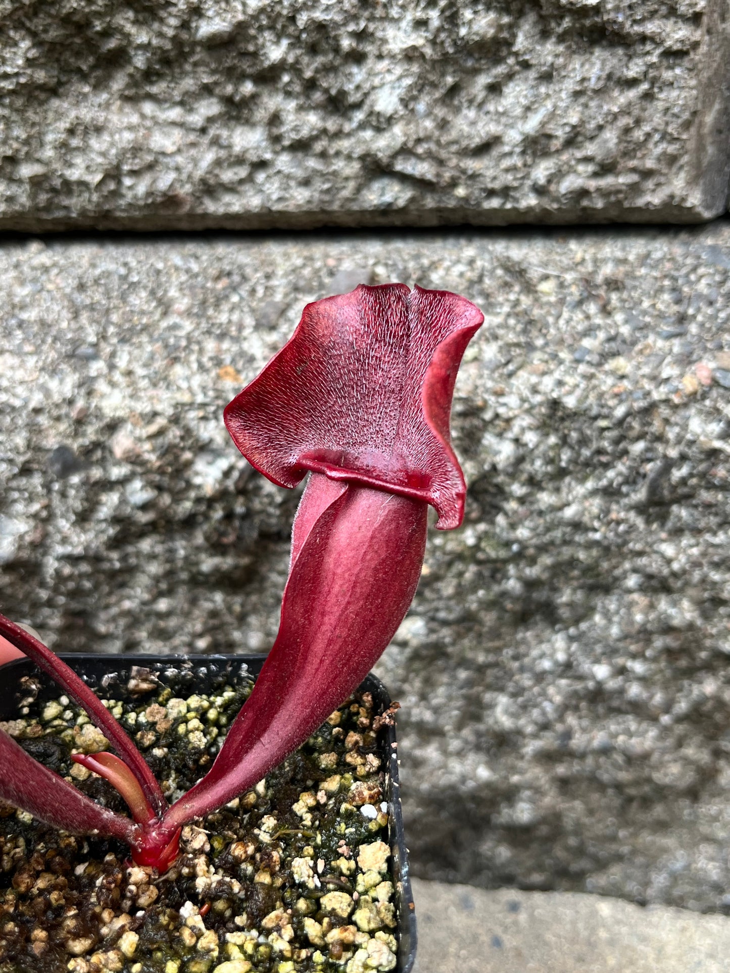 Sarracenia 'Simone' x Rosea “Big Mama”