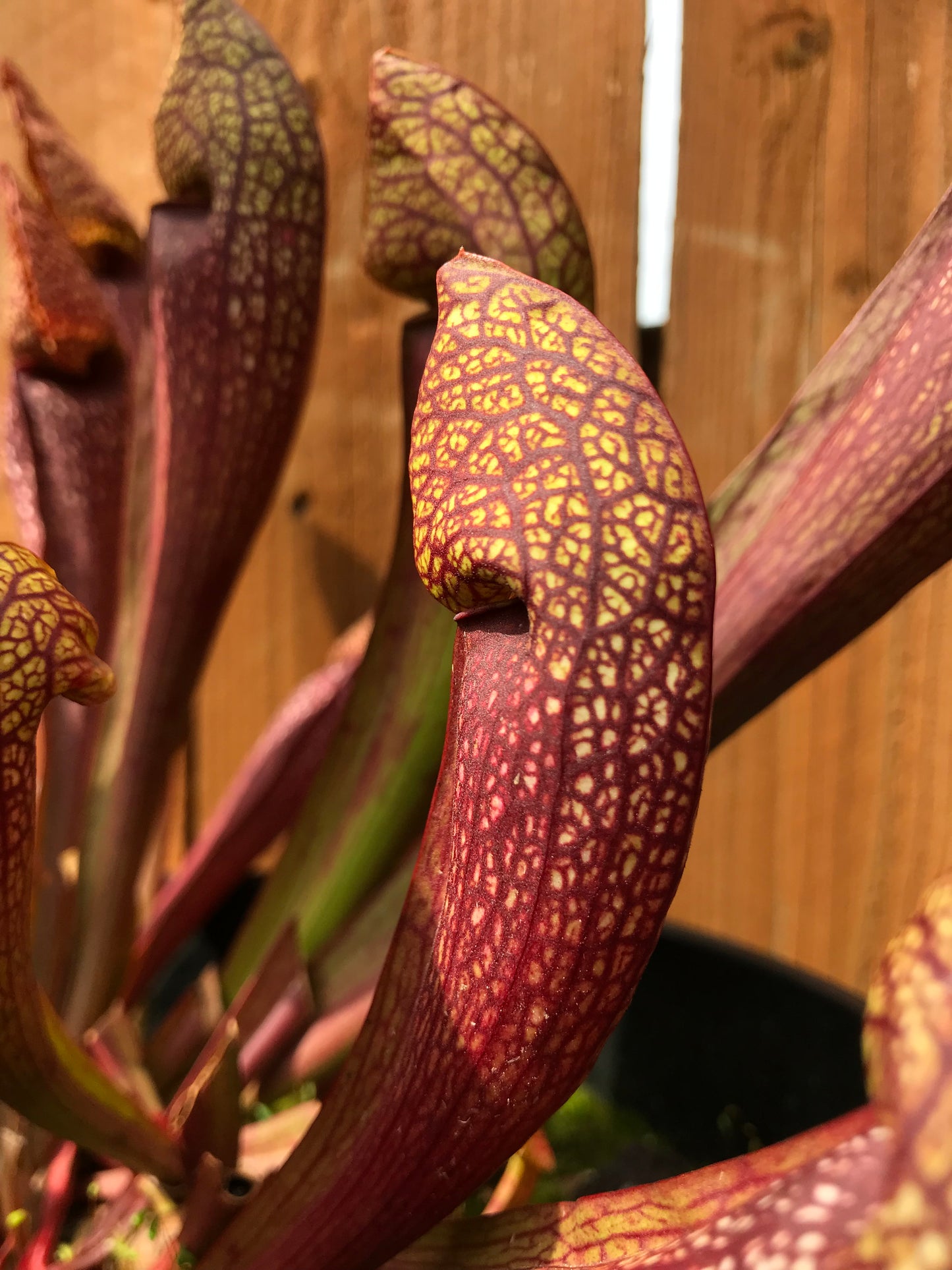 Sarracenia 'Dixie Lace'