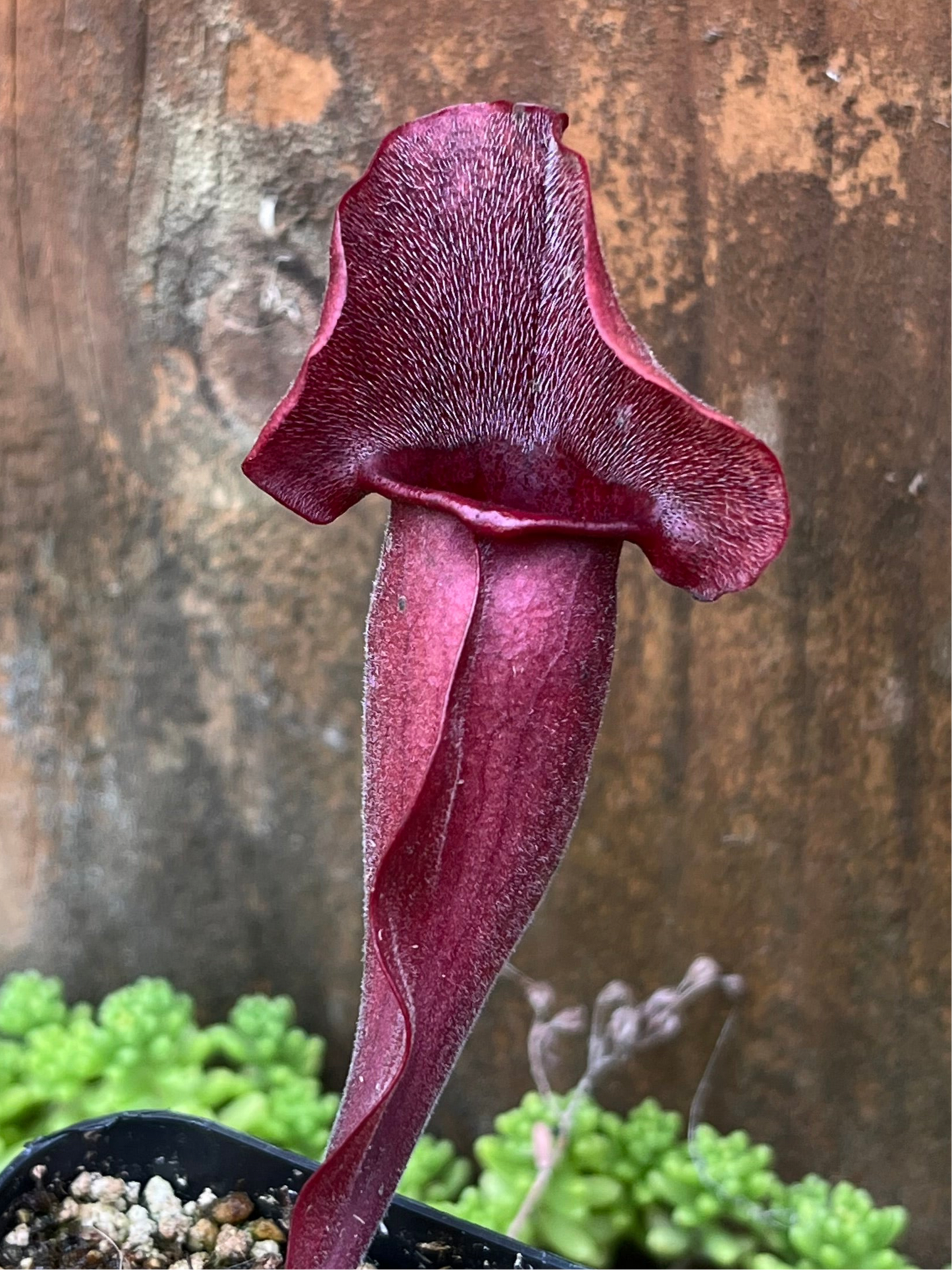 Sarracenia 'Simone' x Rosea “Big Mama”