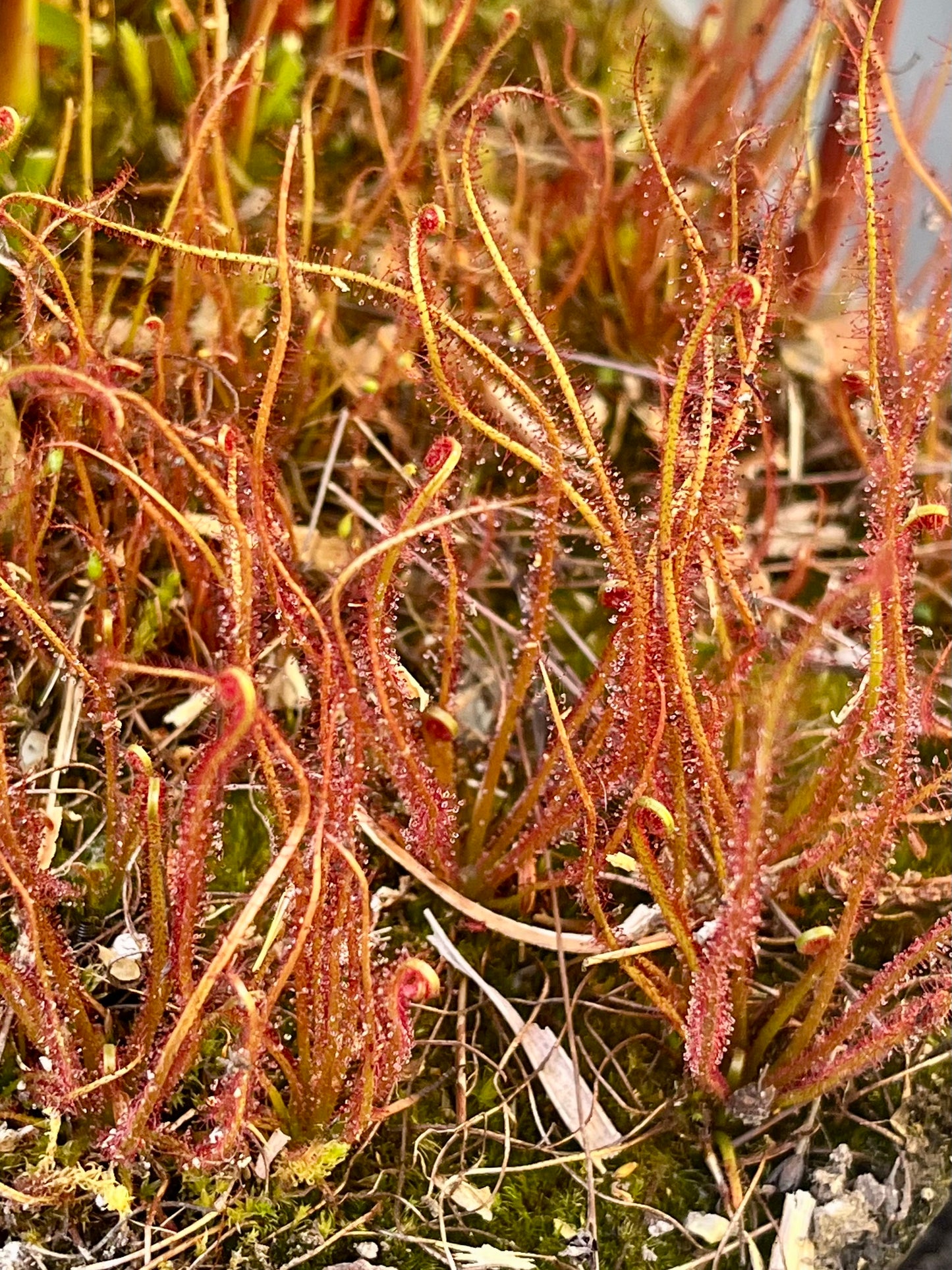 Drosera filiformis “Crawdaddy”