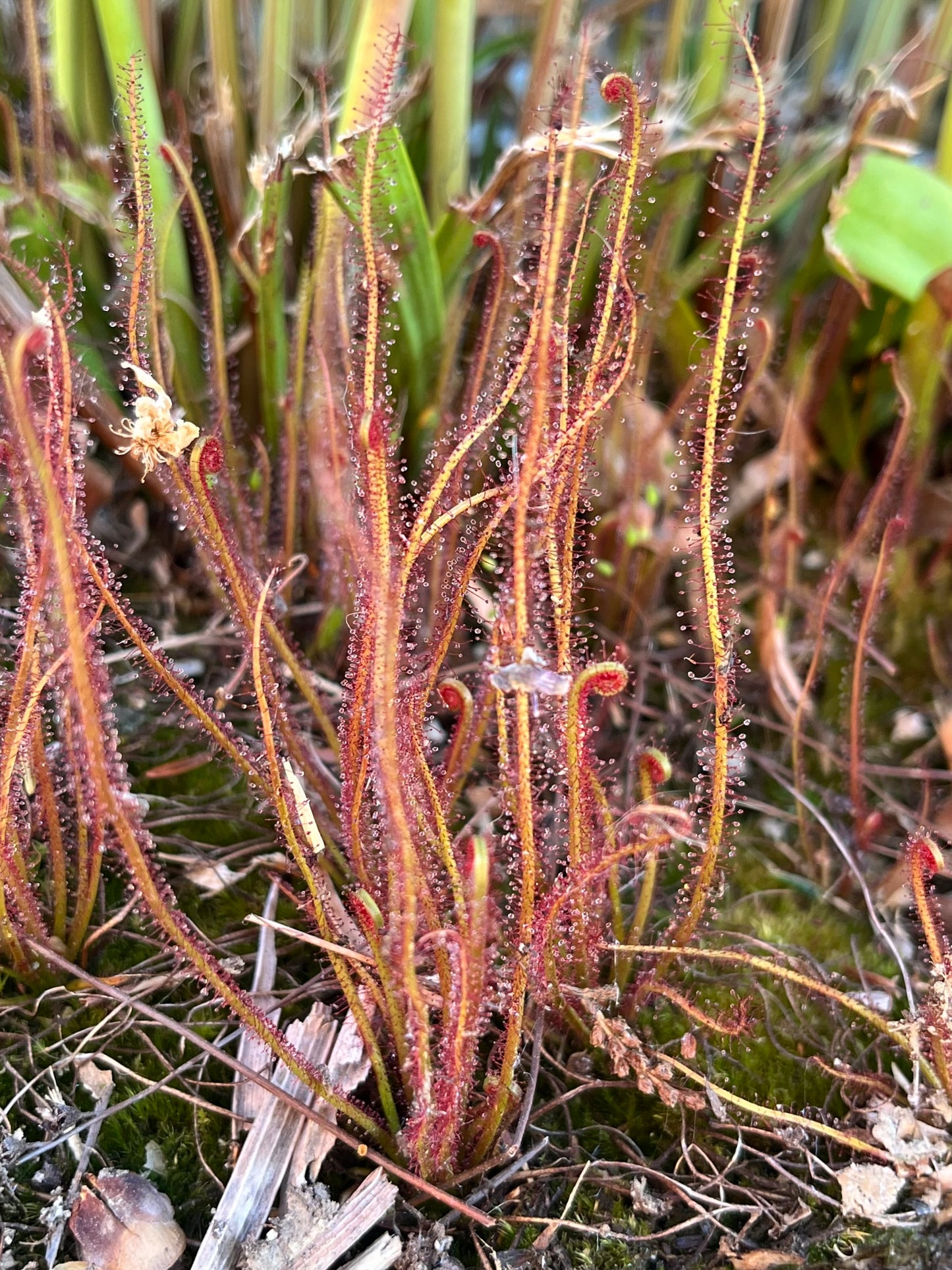 Drosera filiformis “Crawdaddy”