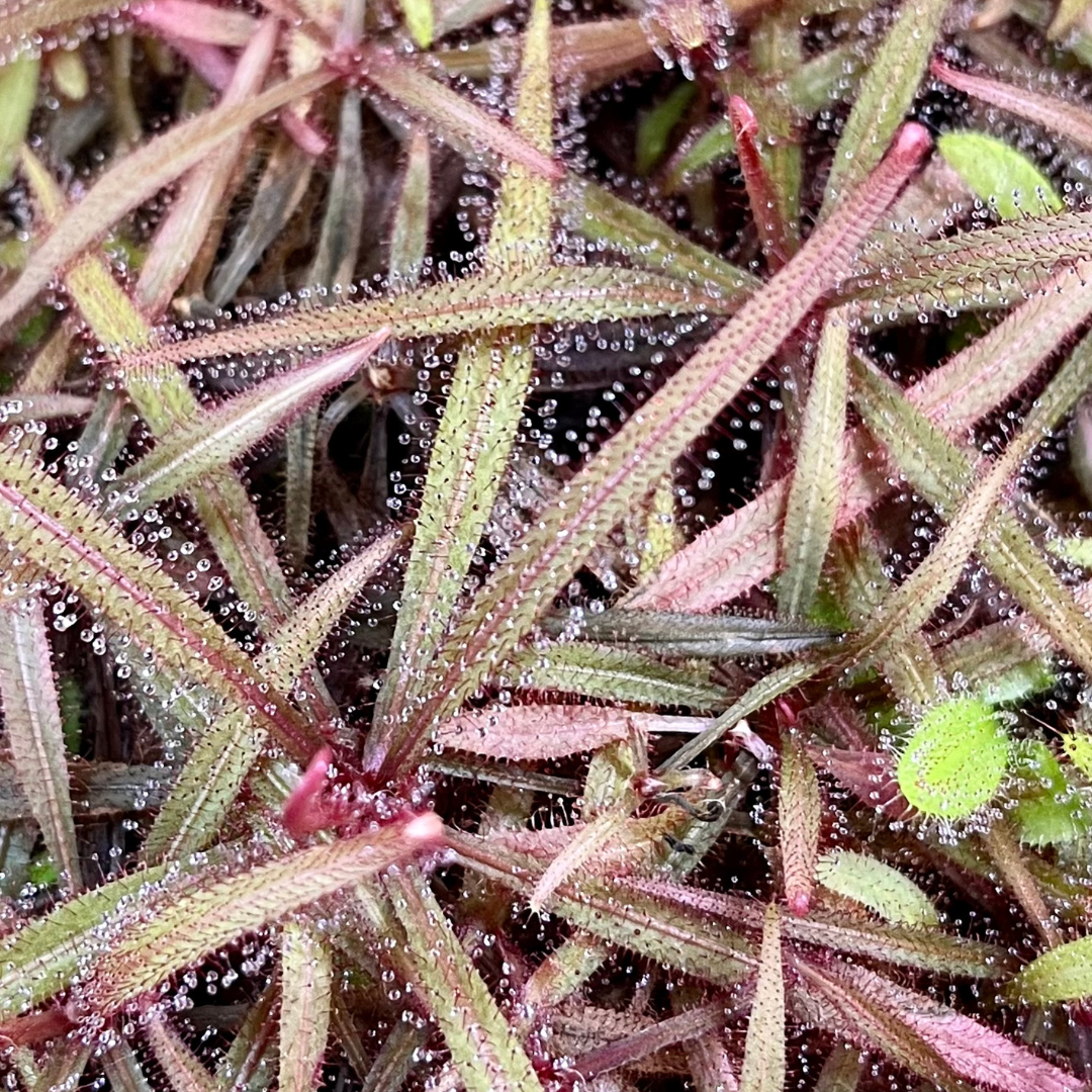 Drosera adelae 'Giant'