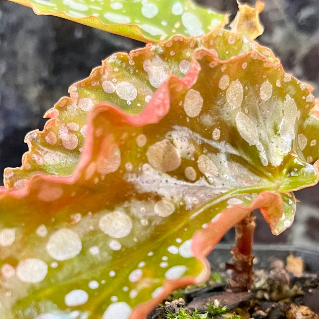 Begonia maculata
