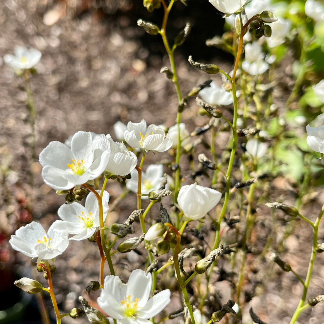 Drosera binata
