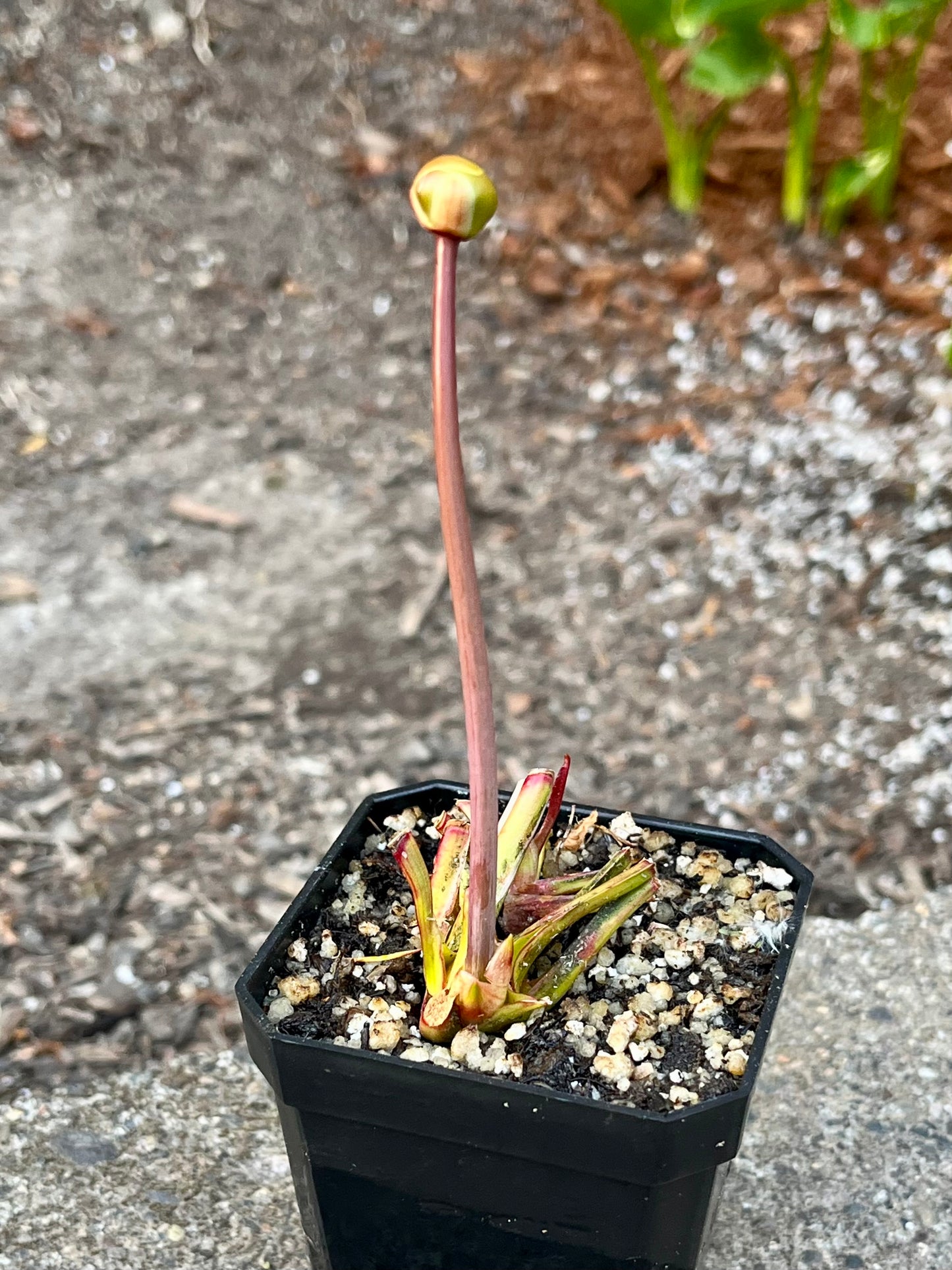 Sarracenia 'Dixie Lace'