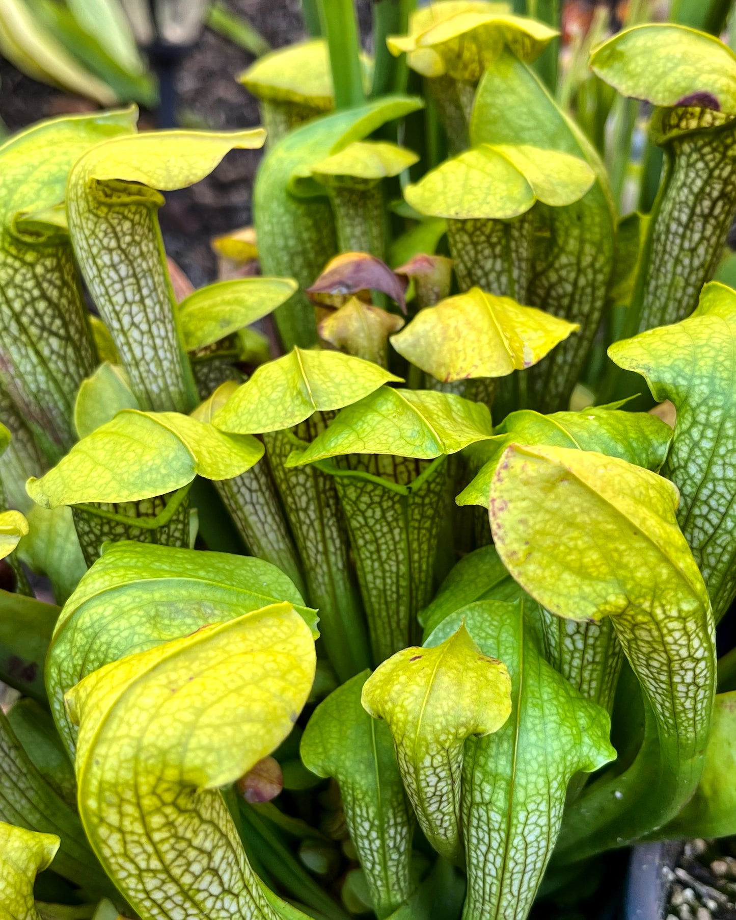Sarracenia 'Hummer's Hammerhead'