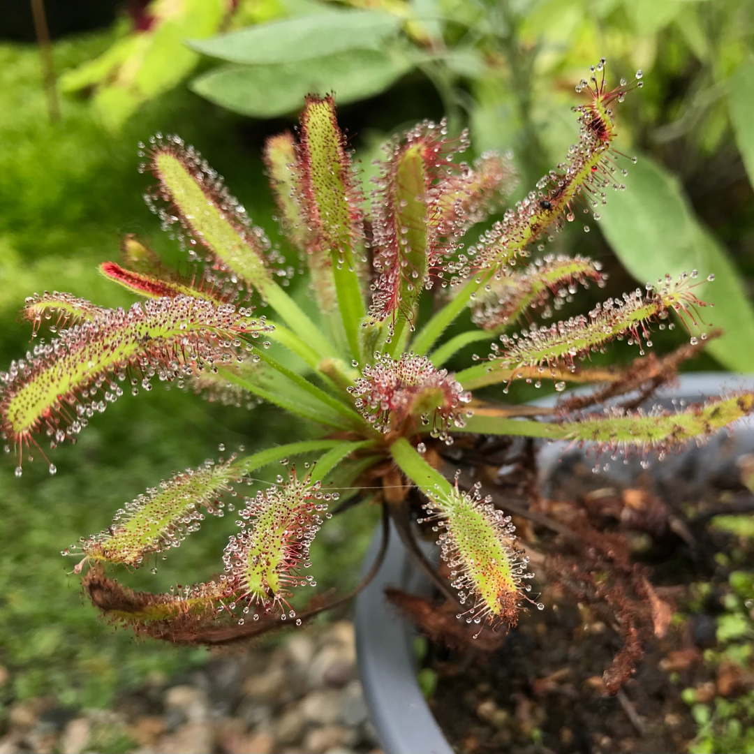 Drosera capensis