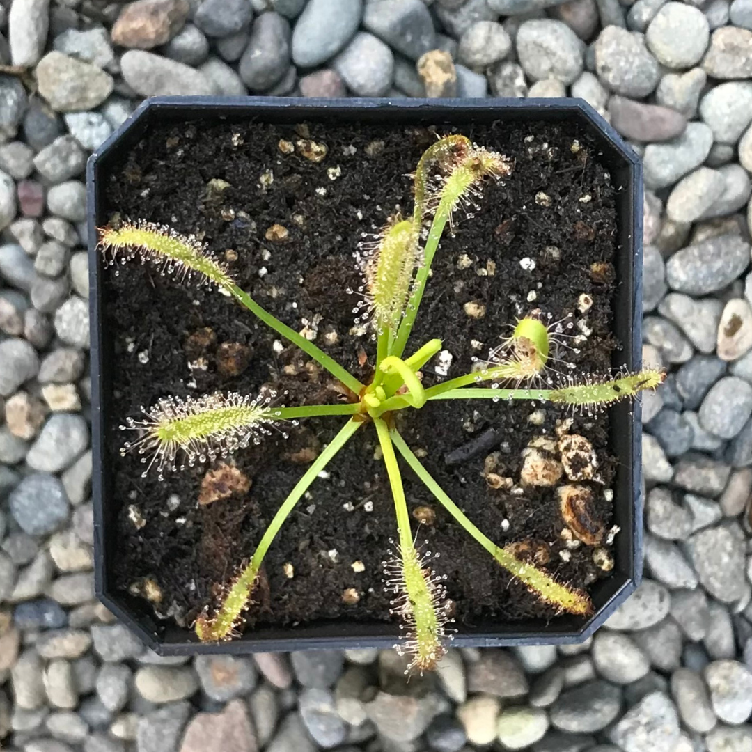 Drosera capensis 'alba'