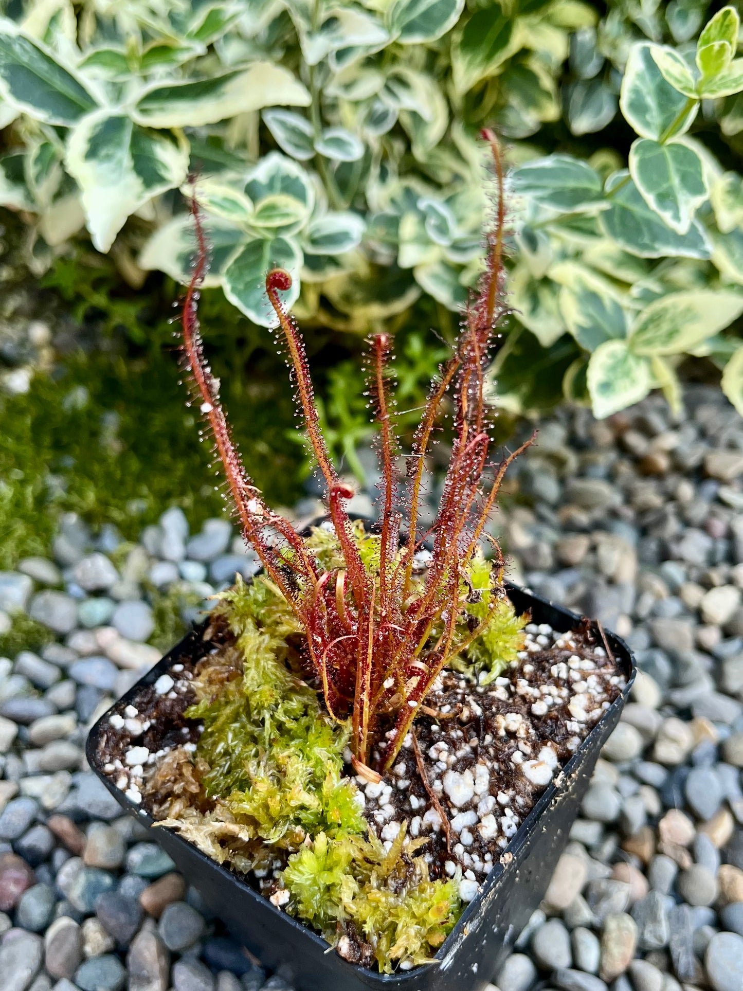 Drosera filiformis “Crawdaddy”