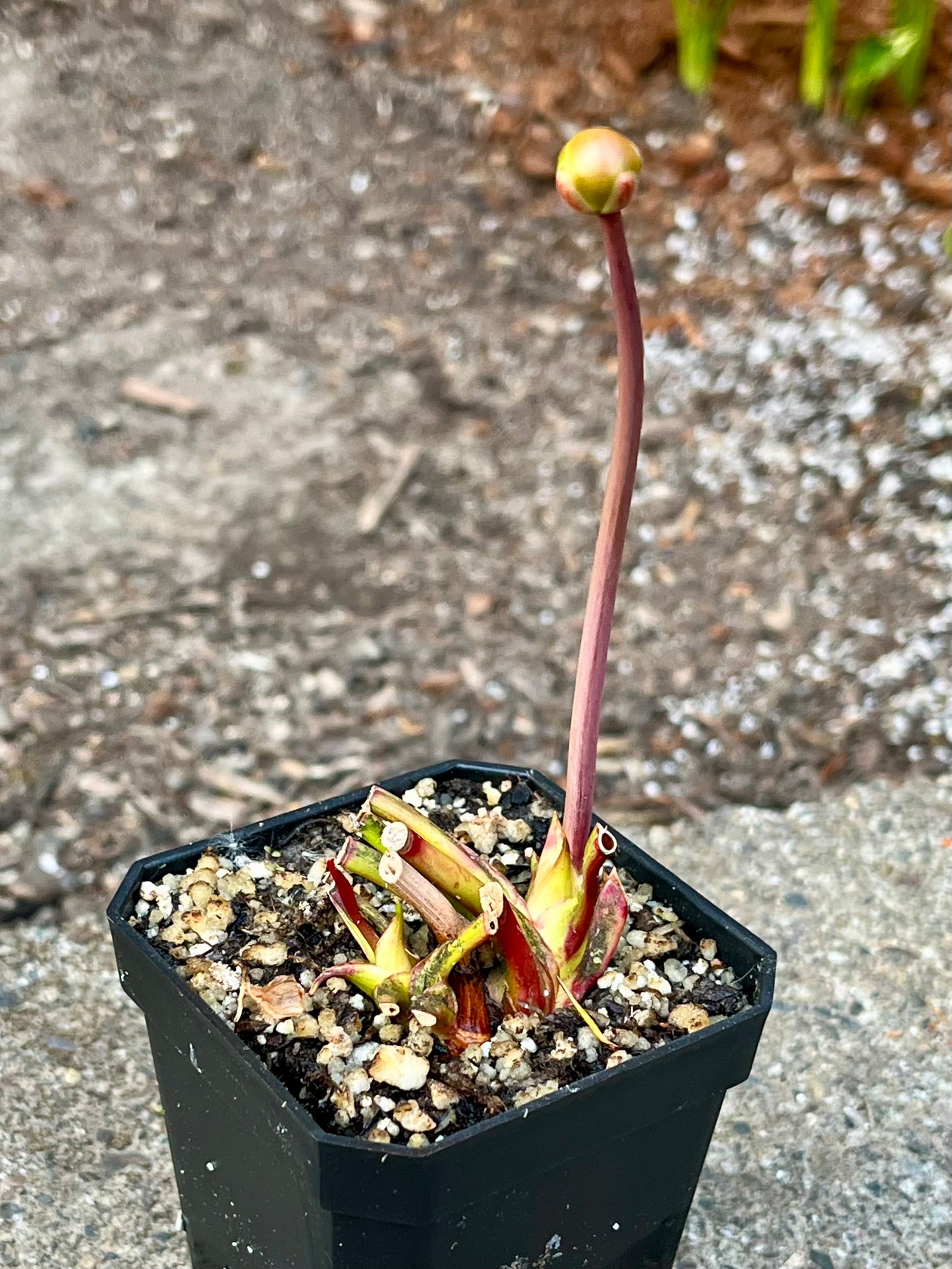 Sarracenia 'Dixie Lace'
