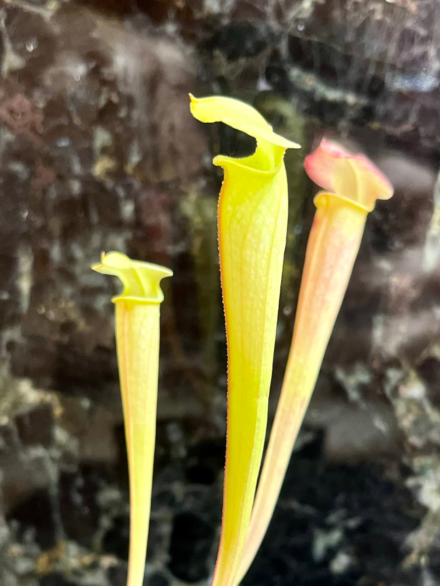 S. alabamensis x 'Legacy' - seed grown