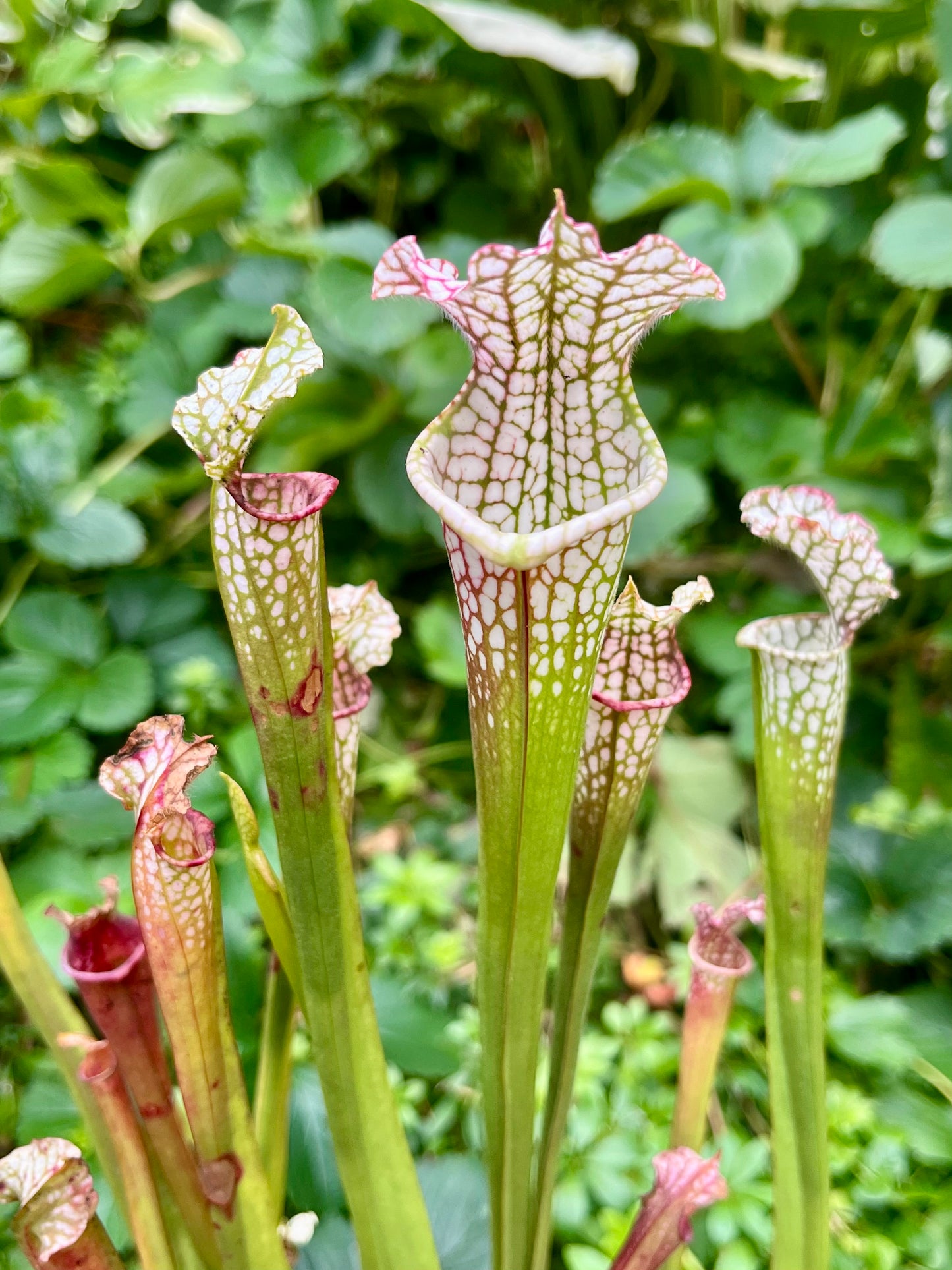 Sarracenia leucophylla “Super Pink” x HCW#F