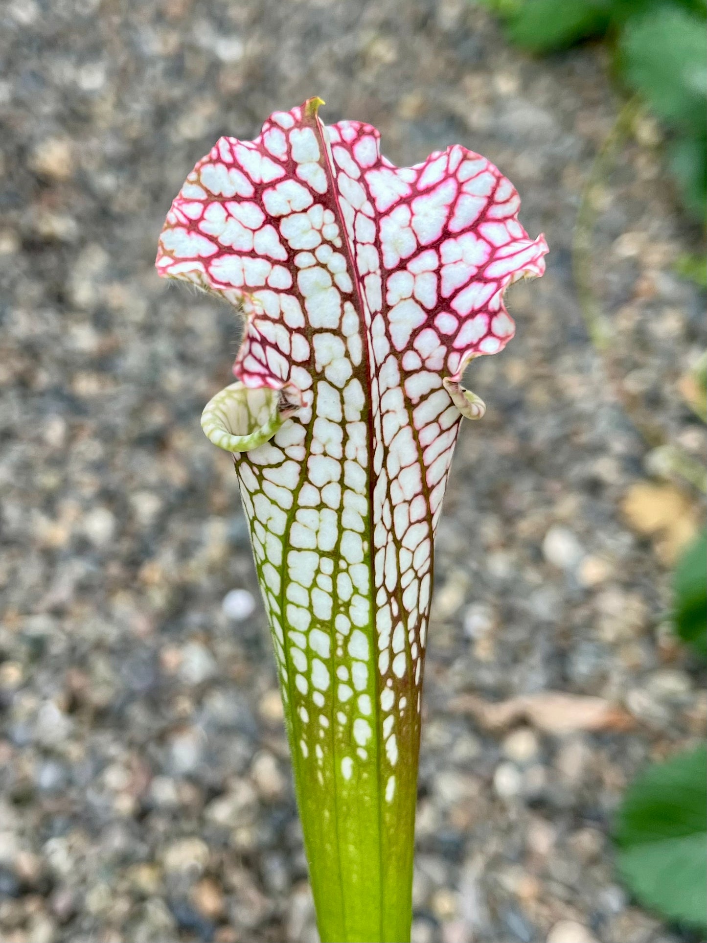 Sarracenia leucophylla “Super Pink” x HCW#F