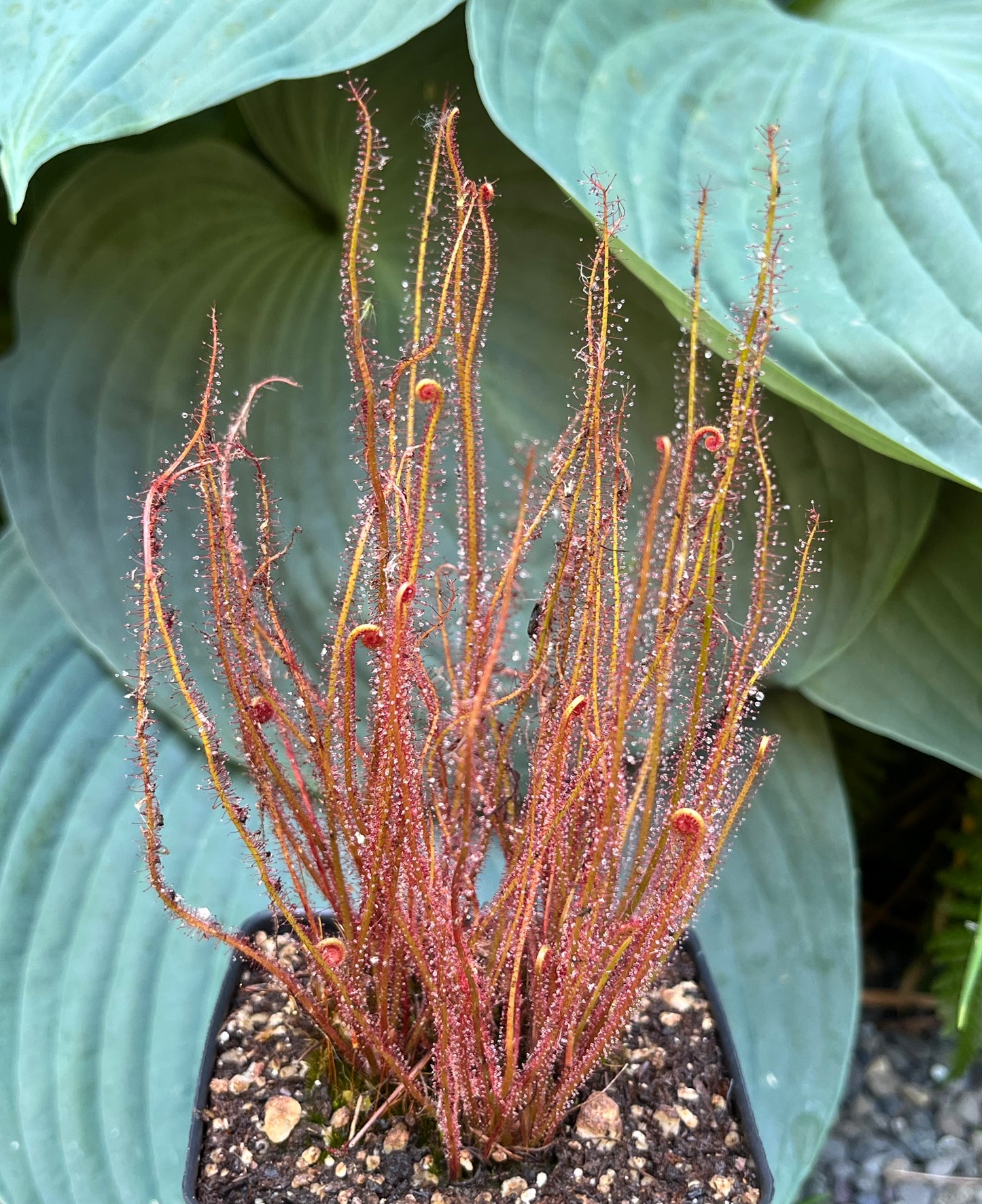 Drosera filiformis “Crawdaddy”