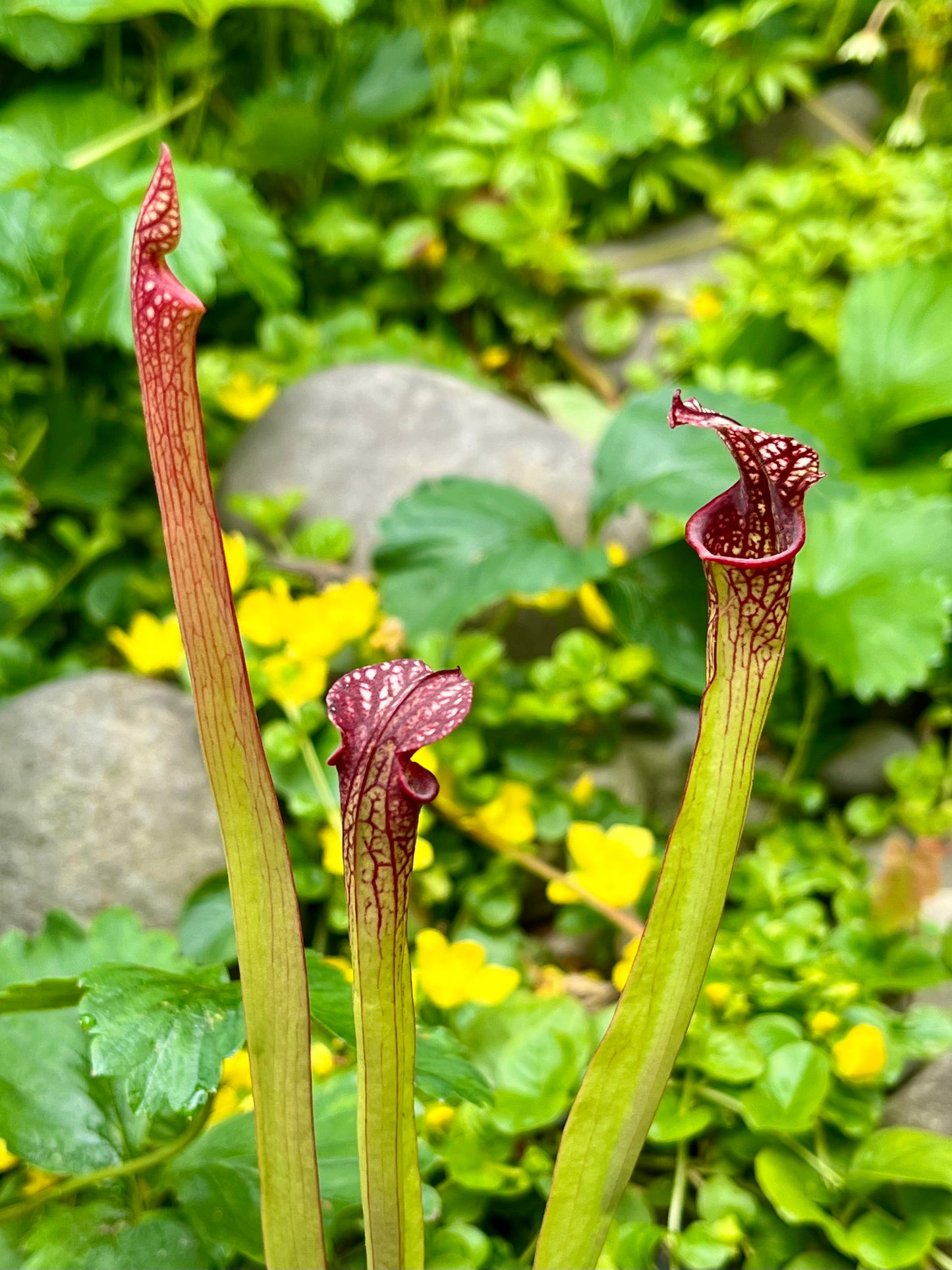 Sarracenia ‘Saurus’ x MK L18