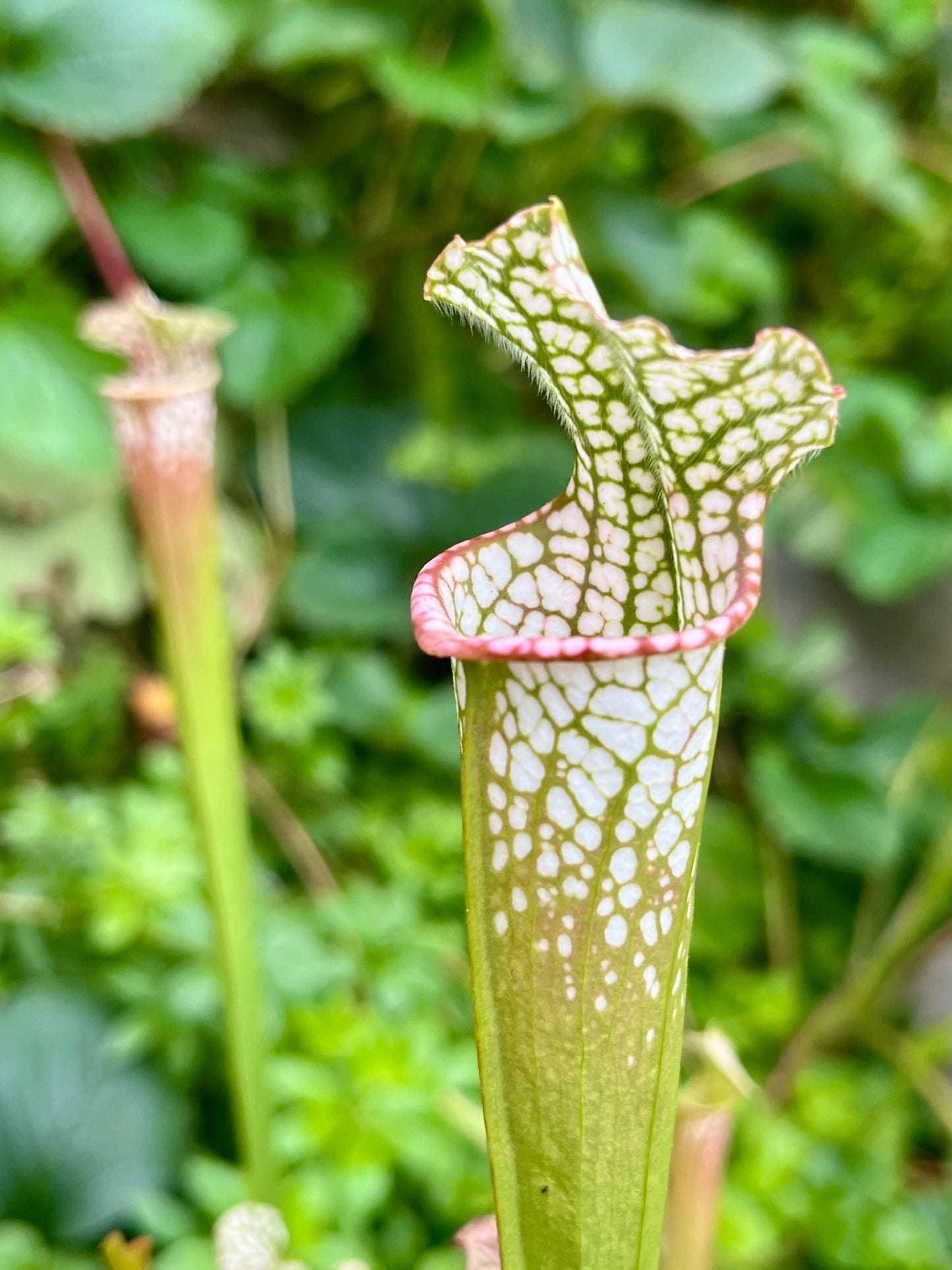 Sarracenia leucophylla “Super Pink” x HCW#F