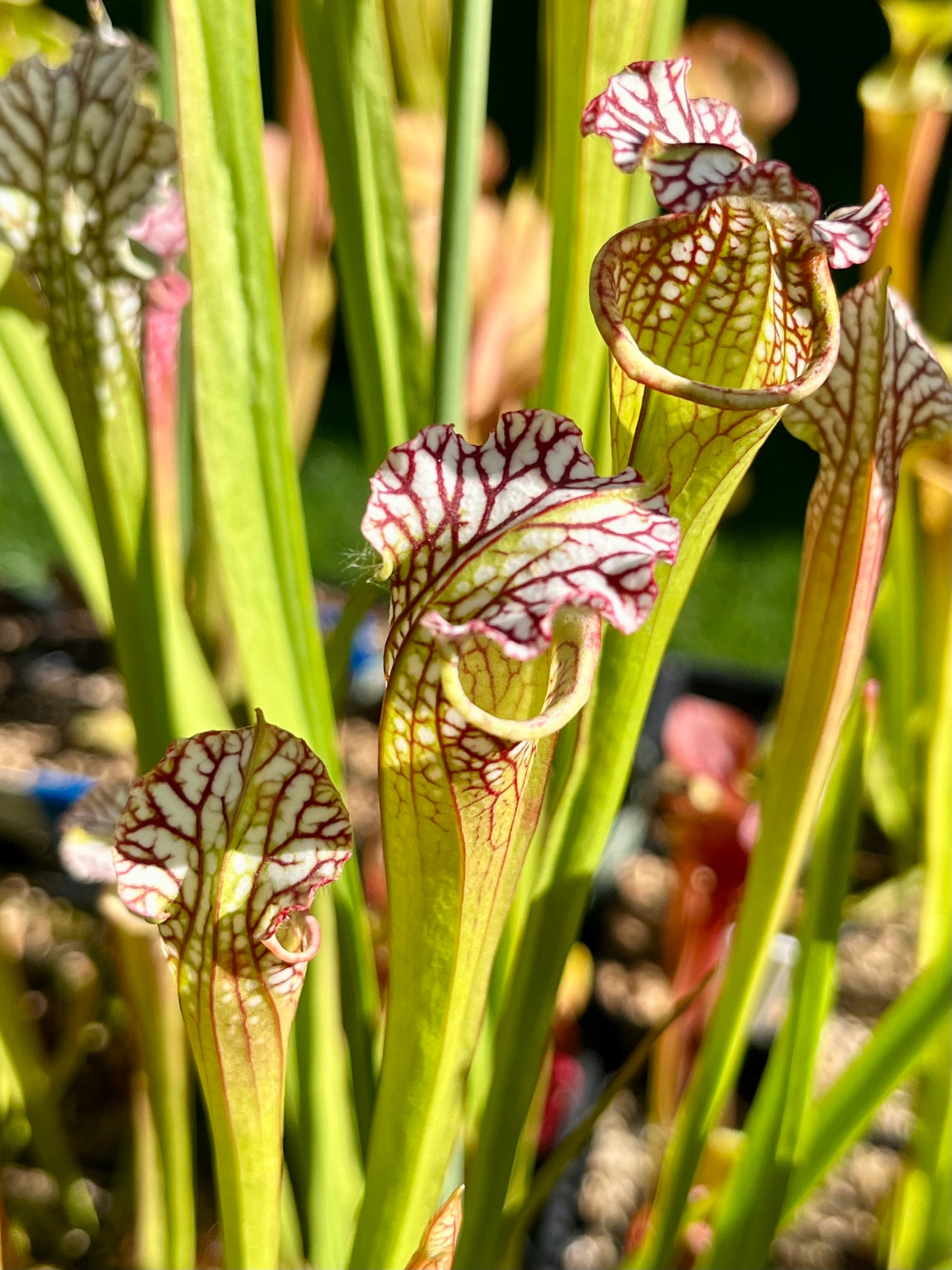 Sarracenia leucophylla 'Tarnok'