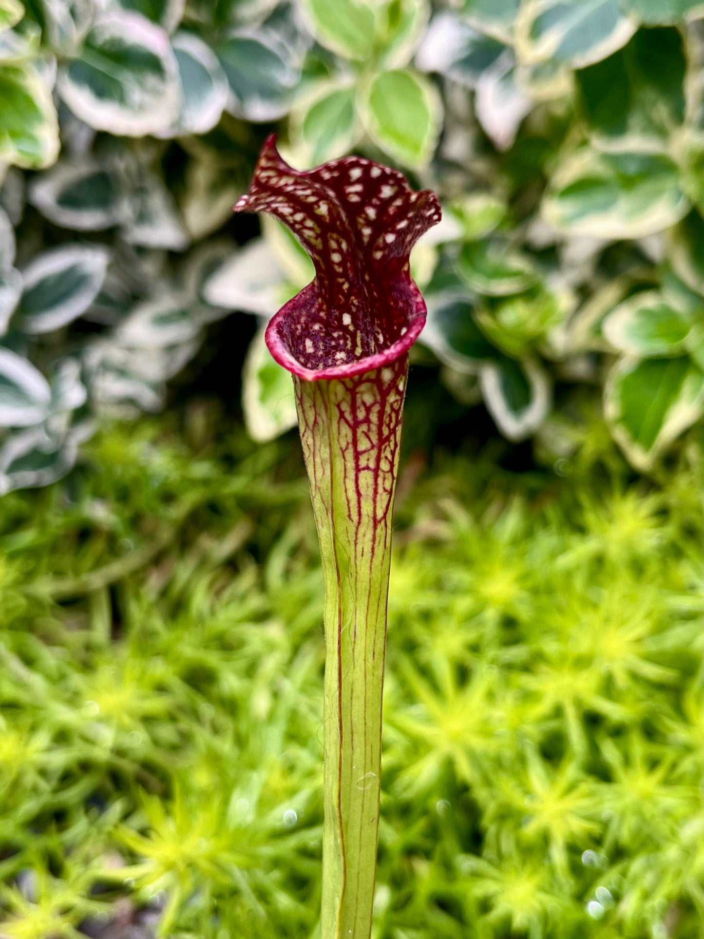 Sarracenia ‘Saurus’ x MK L18